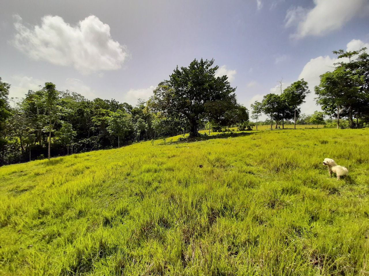 Farm Opportunity Land For Sale in Nagua